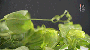 豌豆尖洗凈，切斷備用。