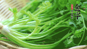 挑選鮮嫩的香菜，洗干凈后，處理成小段。