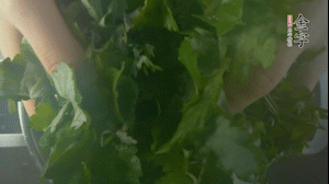 【面皮】1.鍋中水開時(shí)，放挑揀好的艾草和一撮小蘇打，第一遍煮開后倒掉，重新加水大火煮開后，小火煮1小時(shí)。煮爛的艾草用紗布瀝干。