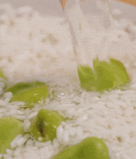 鍋底抹油，將淘洗干凈的大米，加蠶豆、清水，蓋蓋中火煮。